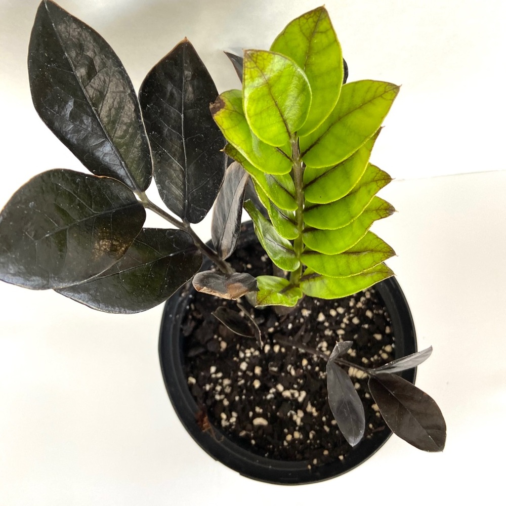 Zz Raven 🌿💚 ‼️SOLD‼️